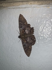 Feigeria scops