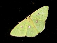 Comostola leucomerata