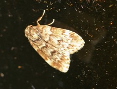 Scaphidriotis xylogramma
