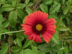 Gaillardia amblyodon