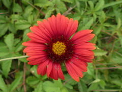 Gaillardia amblyodon