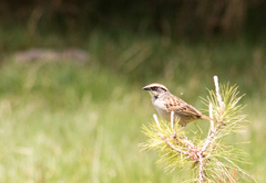 Oriturus superciliosus