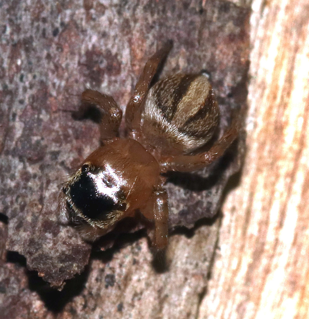 White Garland House Hopper in January 2018 by juliegraham173 · iNaturalist