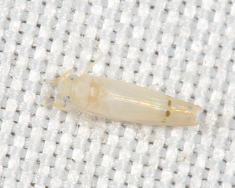 Ossiannilssonola danae
