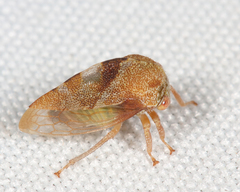 Cyrtolobus vau