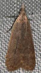 Dichomeris punctidiscellus