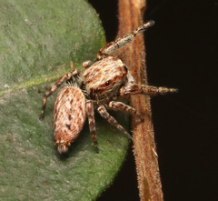 Paraphilaeus daemeli