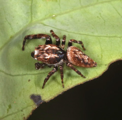 Paraphilaeus daemeli