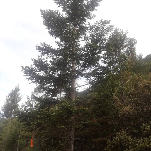 Image of Abies vejarii by (c) José Gerardo Velasco, some rights reserved (CC BY-SA)
