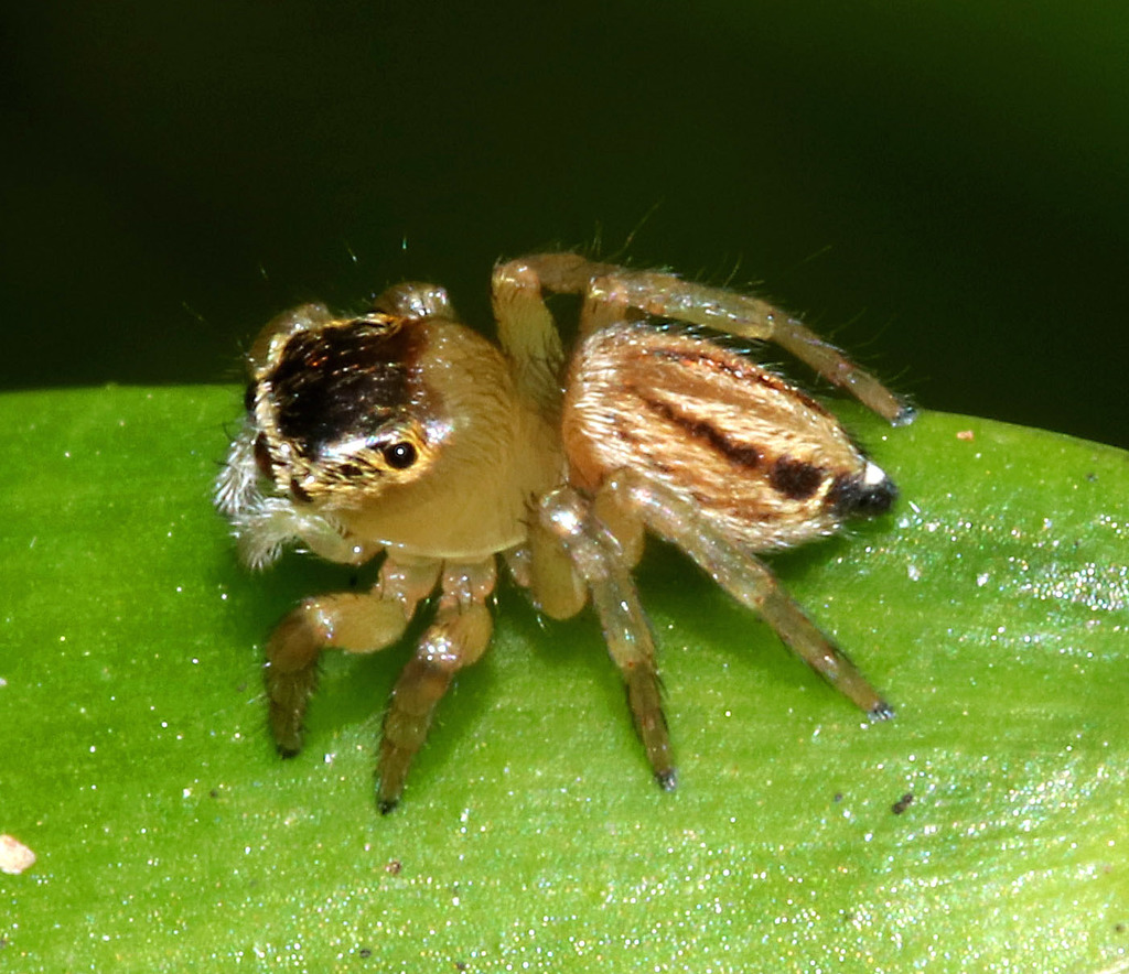 White Garland House Hopper in May 2017 by juliegraham173 · iNaturalist