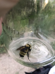 Bombus fervidus