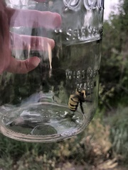 Bombus fervidus