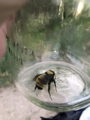 Bombus fervidus