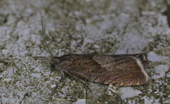 Dichrorampha acuminatana