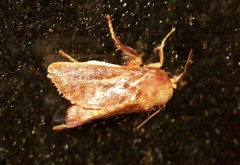 Doratifera stenora