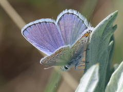 Plebejus melissa