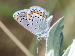 Plebejus melissa