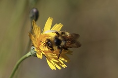 Bombus flavidus flavidus