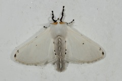 Penicillifera apicalis