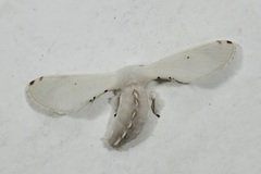 Penicillifera apicalis