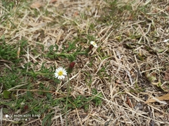 Noticastrum