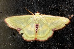 Metallochlora lineata