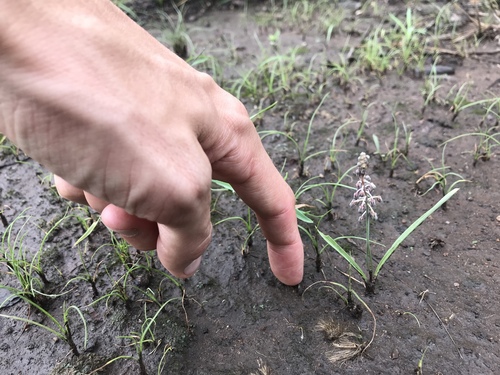 Ledebouria minima image