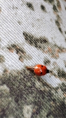 Adalia bipunctata