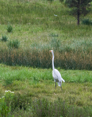 Ardea alba