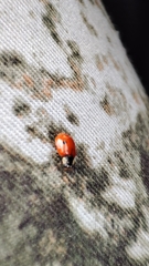 Adalia bipunctata