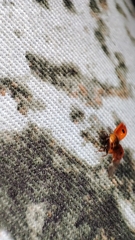 Adalia bipunctata