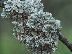 Imshaugia placorodia