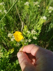 Ranunculus acris acris