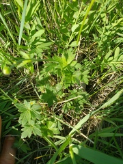 Ranunculus acris acris