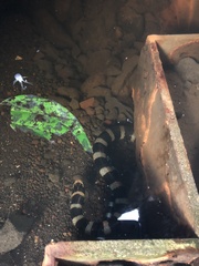Laticauda laticaudata