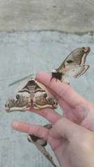 Saturnia pyretorum