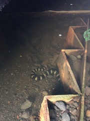 Laticauda laticaudata