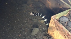 Laticauda laticaudata