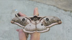 Saturnia pyretorum