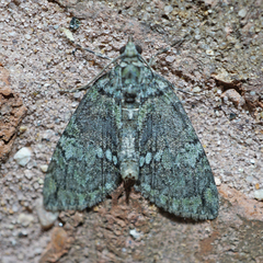 Hydriomena transfigurata