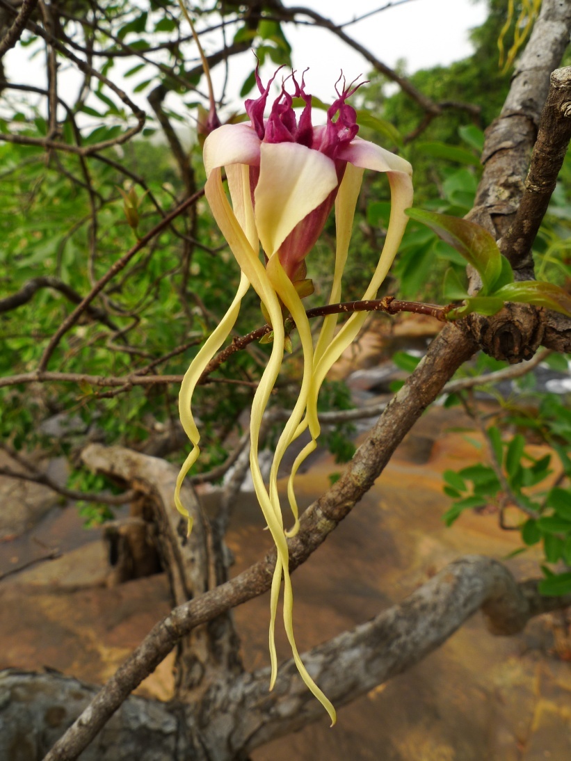 Strophanthus sarmentosus