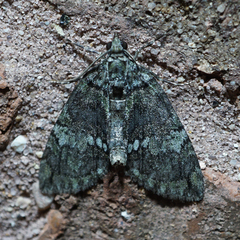 Hydriomena transfigurata