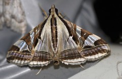 Agrioglypta excelsalis