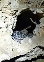 Pseudelaphe phaescens