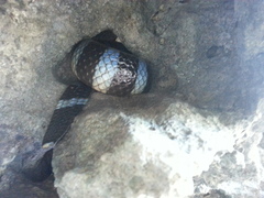 Laticauda laticaudata