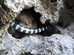 Laticauda laticaudata