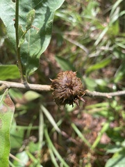 Dryocosmus floridensis