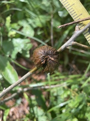Dryocosmus floridensis