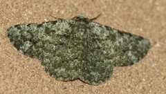 Aeolochroma hypochromaria