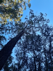 Eucalyptus paniculata